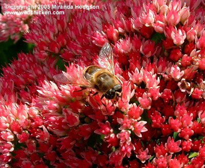 Sedum herbstfreude with bee