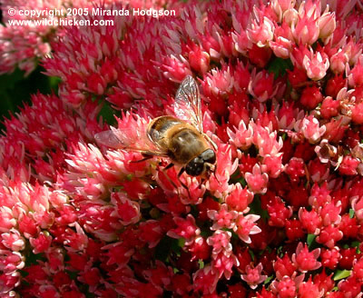 Sedum Care