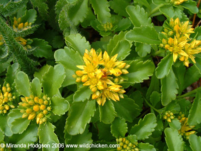 Sedum spurium