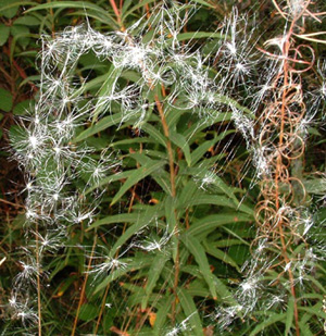 Seeds caught in a cobweb
