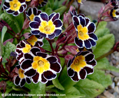 Primula Silver-laced Group