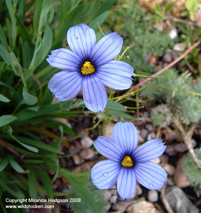 Sisyrinchium 'California Skies'