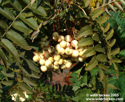 Sorbus cashmiriana