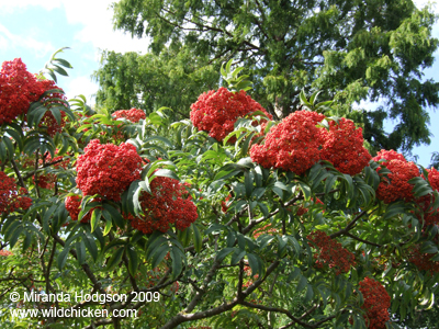 Sorbus sargentiana