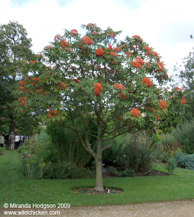 Sorbus sargentiana