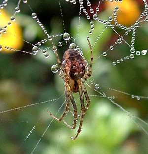 Lesser garden spider