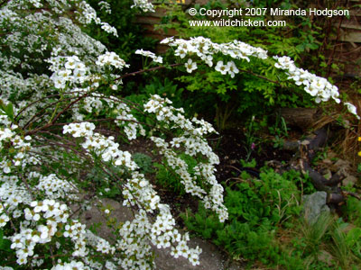 Spiraea 'Arguta'