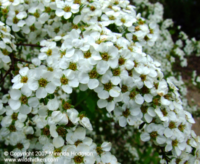 Spiraea 'Arguta' flowers