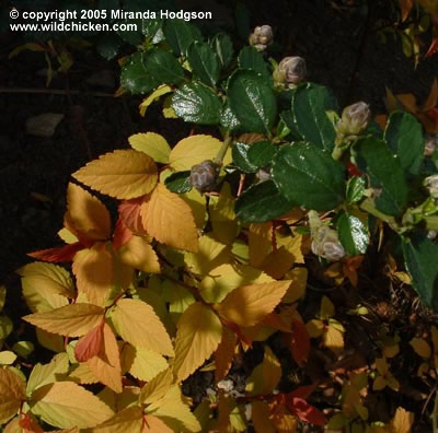 Spiraea japonica ‘Goldflame’ and C. dentatus var. floribundus