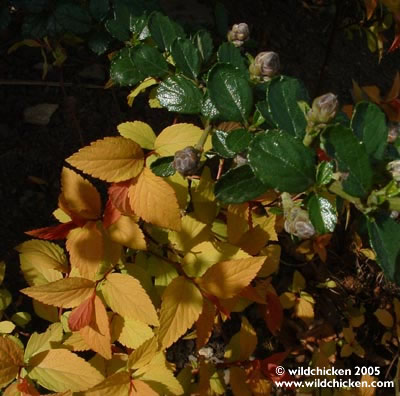 Spiraea japonica 'Goldflame'