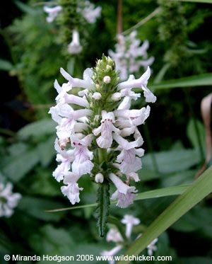 Stachys officinalis 'Alba' flowers