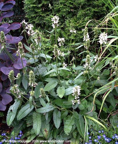 Stachys officinalis 'Alba'