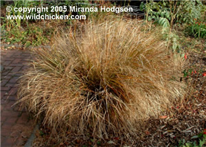 Stipa arundinacea