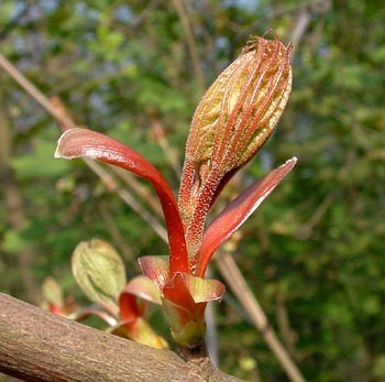 Young Sycamore leaf bud