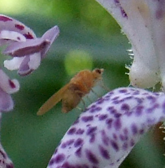 Fly on Tricyrtis flowr