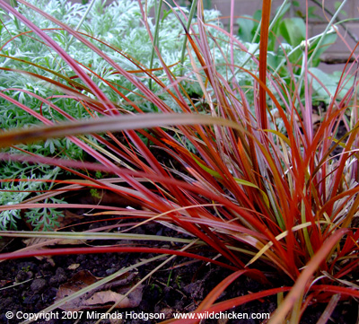 Uncinia rubra