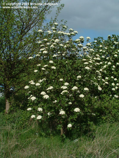 Viburnum lantana