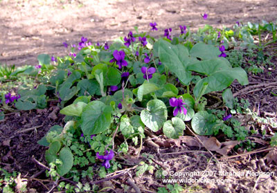 Viola odorata group