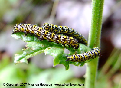 Verbascum caterpillars