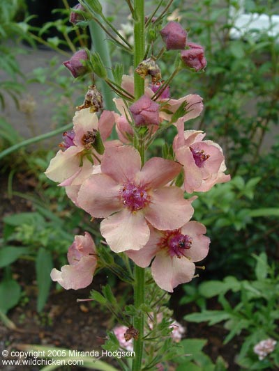 Verbascum 'Helen Johnson'