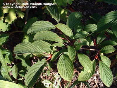 Viburnum x bodnantense 'Dawn' - close-up