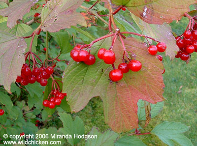 Viburnum opulus