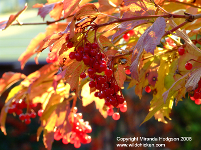 Viburnum opulus in autumn