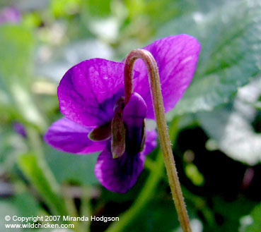 Viola Odorata