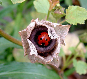 Ladybird in seedhead