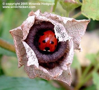 ladybird sheltering in seedhead