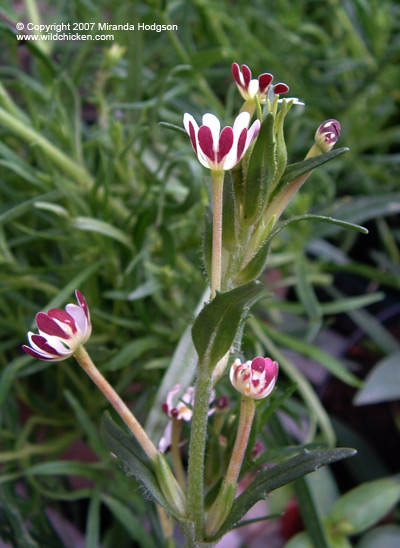 Zaluzianskya capensis plant